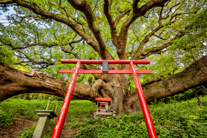 Kodama Aomizu Tree