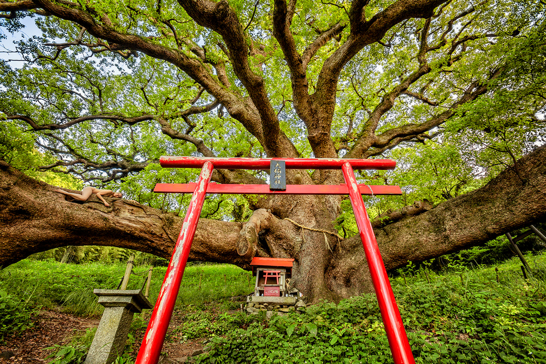 The Kodama Aomizu Tree – A Majestic Wonder of Nature