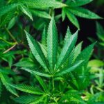 blunturi