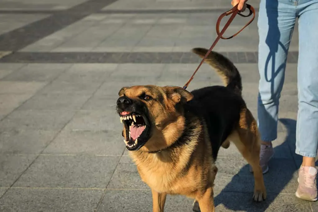 How To Choose The Right Dog Bite Lawyer In Denver?