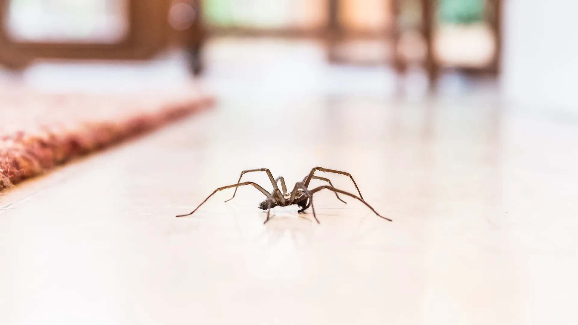 Common Apartment Bugs and How to Get Rid of Them