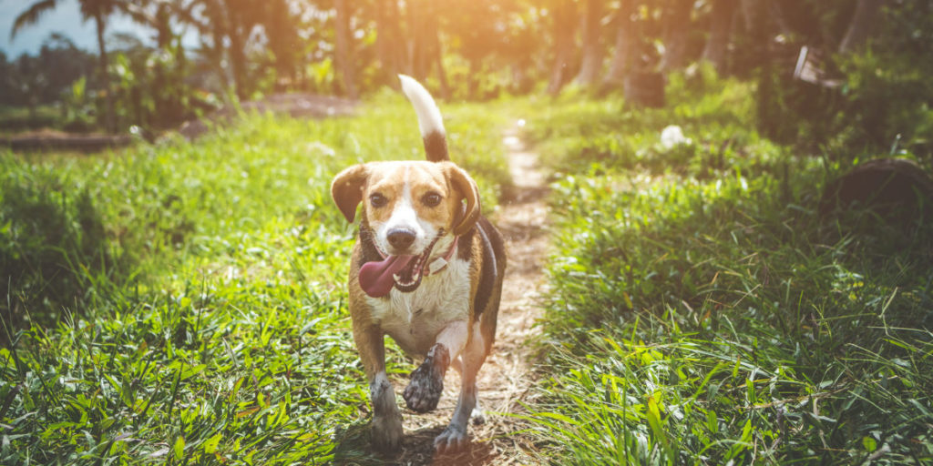 CBD for Pets: A Natural Alternative for Health and Wellness