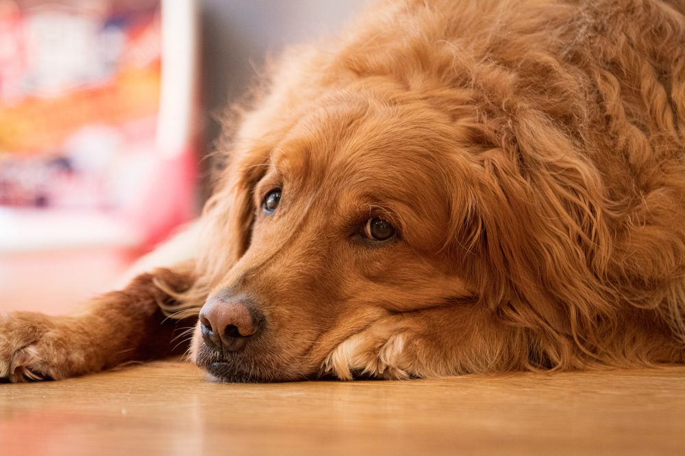 Trazodone for Dogs: Is It Safe and Effective? A Detailed Analysis