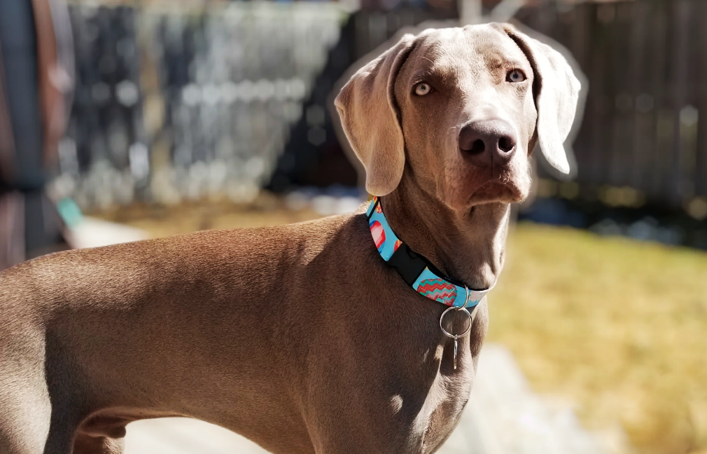 Why Custom Dog Collars are a Must-Have for Fashionable Fur-Babies