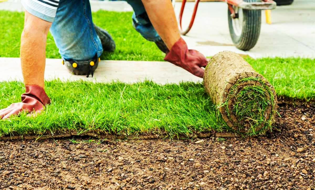 Choosing the Best Sod in Colorado: A Guide to Quality Turfgrass for Your Landscape