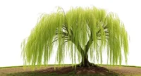 australian biosinium willow tree growth rate